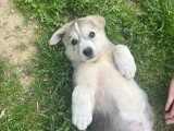 Tati, chiot femelle à adopter en association