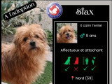 En attente d'adoption : chien Cairn Terrier de 11 ans