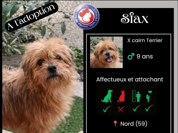 En attente d'adoption : chien Cairn Terrier de 11 ans