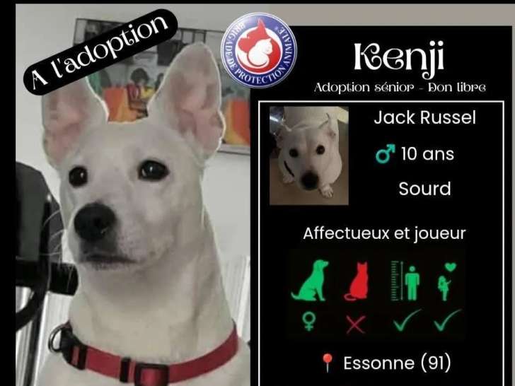 À la recherche d'une famille : chien Terrier Jack Russell blanc de 10 ans