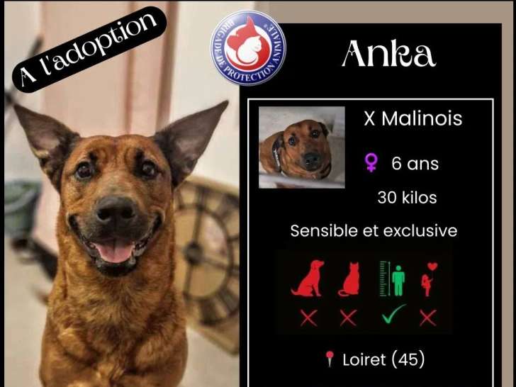Adoption disponible : chienne Berger Malinois fauve de 6 ans