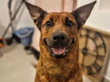 Adoption disponible : chienne Berger Malinois fauve de 6 ans