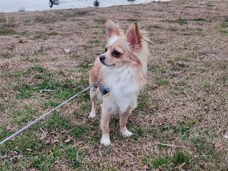 Mâle Chihuahua disponible pour saillie