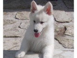 Portée de 8 chiots Berger Blanc Suisse LOF Réservation Mai