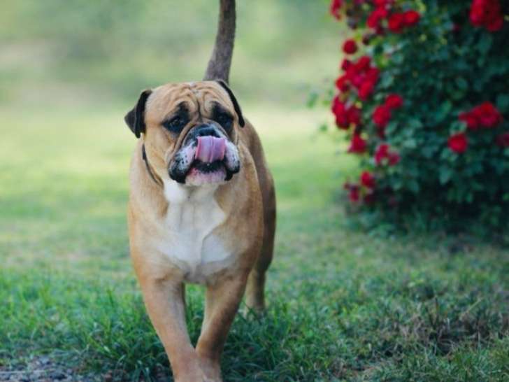 Saillie Bulldog Continental LOF mâle fauve 4 ans Champion de France