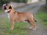 Saillie Bulldog Continental LOF mâle fauve 4 ans Champion de France