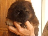 Deux chiots femelles Chow Chow fauves LOF à réserver