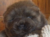 Deux chiots femelles Chow Chow fauves LOF à réserver