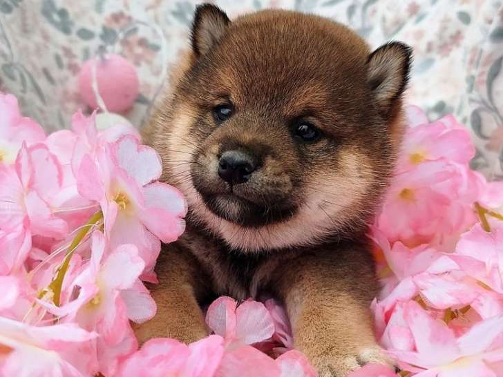 Portée de 5 chiots Shiba Inu à réserver non inscrits au LOF