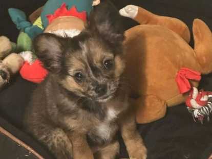Chiot  Chihuahua poils longs