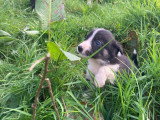 Chiots Border Collie à vendre