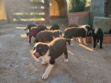 Chiots Border Collie à vendre