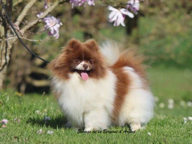 Chienne Spitz Nain LOF confirmée chocolat et blanc à vendre