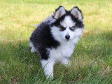 Chiot Pomsky F5 miniature disponible