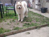 Chien adulte de race Samoyède Mâle à vendre