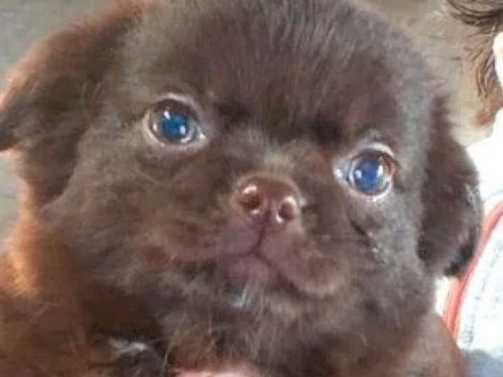 Chiot Chihuahua mâle chocolat poils longs non LOF à vendre