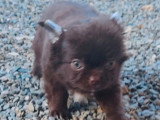 Chiot Chihuahua mâle chocolat poils longs non LOF à vendre