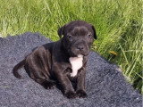 4 chiots mâles Staffordshire Bull Terrier LOF nés en février 2026