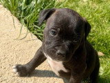 4 chiots mâles Staffordshire Bull Terrier LOF nés en février 2026