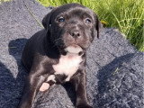 4 chiots mâles Staffordshire Bull Terrier LOF nés en février 2026