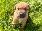 4 chiots mâles Staffordshire Bull Terrier LOF nés en février 2026