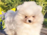 Chiot Spitz Nain Pomeranian mâle blanc et crème non LOF à vendre
