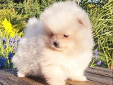 Chiot Spitz Nain Pomeranian mâle blanc et crème non LOF à vendre