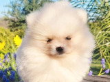 Chiot Spitz Nain Pomeranian mâle blanc et crème non LOF à vendre