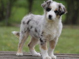 Chiot Berger Américain Miniature bleu merle mâle LOF à vendre