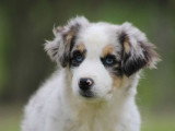 Chiot Berger Américain Miniature bleu merle mâle LOF à vendre
