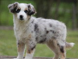 Chiot Berger Américain Miniature bleu merle mâle LOF à vendre