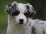 Chiot Berger Américain Miniature bleu merle mâle LOF à vendre