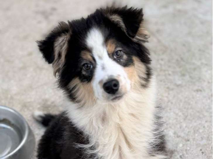 Chiot Berger Australien mâle tricolore non LOF à vendre