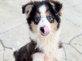 Chiot Berger Australien mâle tricolore non LOF à vendre