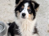 Chiot Berger Australien mâle tricolore non LOF à vendre