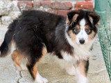 Chiot Berger Australien mâle tricolore non LOF à vendre