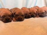 Portée de 6 Cane Corso non LOF froment disponible en mai 2026