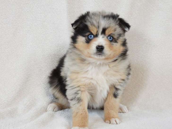 5 chiots Berger Américain Miniature LOF nés février 2026 à vendre