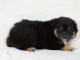 5 chiots Berger Américain Miniature LOF nés février 2026 à vendre