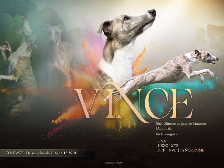 Superbe mâle Whippet LOF d'exposition et sportif pour saillie