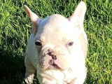 Chiot mâle Bouledogue Français blanc et fauve non LOF disponible