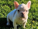 Chiot mâle Bouledogue Français blanc et fauve non LOF disponible