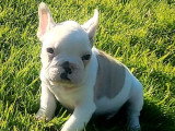 Chiot mâle Bouledogue Français blanc et fauve non LOF disponible