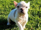 Chiot mâle Bouledogue Français blanc et fauve non LOF disponible
