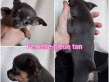 4 chiots Chihuahua non LOF disponibles en avril 2026 