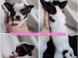 4 chiots Chihuahua non LOF disponibles en avril 2026 
