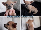 4 chiots Chihuahua non LOF disponibles en avril 2026 