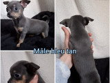 4 chiots Chihuahua non LOF disponibles en avril 2026 