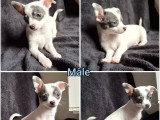 Chiot Chihuahua mâle bleu tan et blanc à vendre non LOF