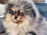 Chiot mâle Spitz Nain Pomeranian silver merle tan non LOF à vendre